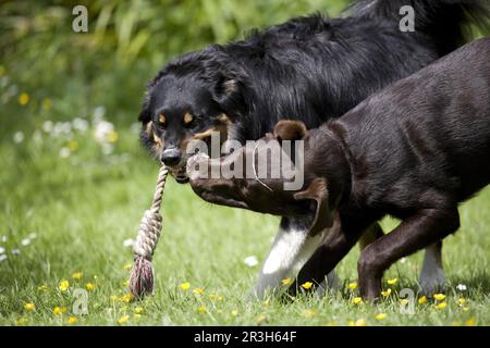 Border Collie, männlich, spielt mit Labrador Retriever, Hündchen, Seil spielen, Seil spielen, Seil ziehen, Spielzeug Stockfoto