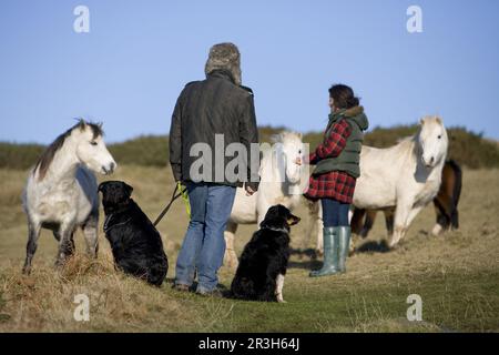 Hundebesitzer mit Rottweiler und Border Collie Approach Welsh Mountain Ponies, Pembrokeshire, Wales, Welsh Mountain Pony, Leine, Auf Blei Stockfoto