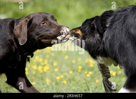 Border Collie, männlich, spielt mit Labrador Retriever, Hündchen, Seil spielen, Seil spielen, Seil ziehen, Spielzeug Stockfoto