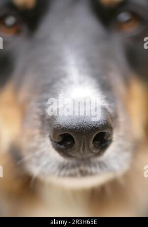 Haushund, Border Collie, erwachsener Mann, Nahaufnahme der Nase, England, Vereinigtes Königreich Stockfoto