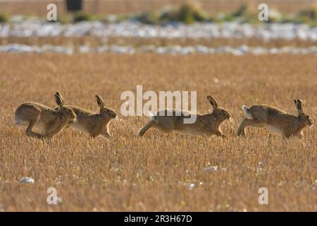 European Hare (Lepus europaeus) vier Erwachsene, die auf einem feuchten Stoppelfeld in Norfolk, England, Vereinigtes Königreich jagen Stockfoto