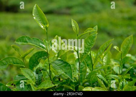 Teefabrik, Sungai Palas, Boh Tea Estate, Cameron Highlands, Malaysia Stockfoto