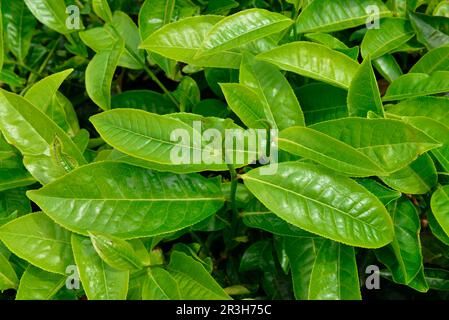 Teefabrik, Sungai Palas, Boh Tea Estate, Cameron Highlands, Malaysia Stockfoto