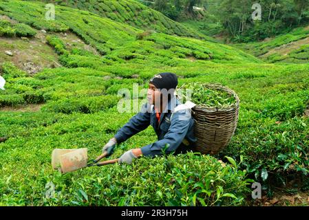 Tea Harvest, Sungai Palas, Boh Tea Estate, Cameron Highlands, Malaysia Stockfoto