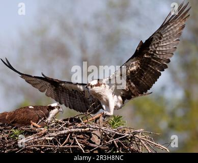 Osprey landet im Nest, Quebec, Kanada Stockfoto