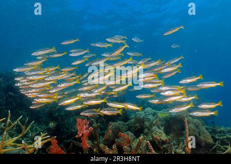 Zwei-Punkt-Schnapper (Lutjanus biguttatus), der über Korallenriff, Sulu-Meer, Pazifischen Ozean, Palawan, Calamian Islands, Philippinen Stockfoto