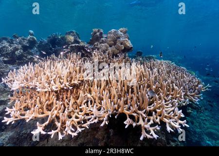 Kleine Polyp-Steinkorallen (Acropora hoeksemai), Sulu-Meer, Pazifischer Ozean, Palawan, Calamische Inseln, Philippinen Stockfoto