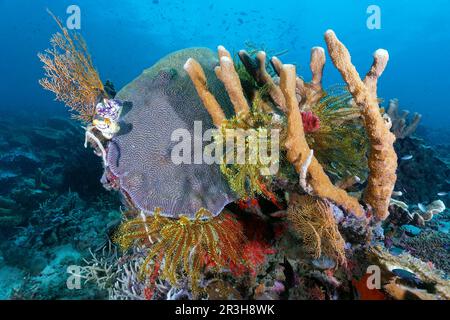 Linke und rechte untere Hornkoralle, Gorgonian (Subergorgia suberosa), Orange, 2 Gold Sea Sheath (Polycarpa aurata), mittlere Favia Brain Coral Stockfoto