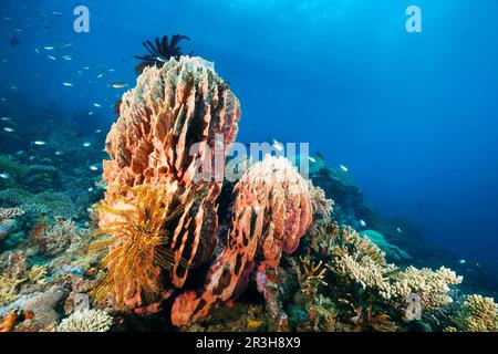 Fass-Schwamm (Xestospongia testudinaria), unter dem Graziler-Federstern (Comaster gracilis), gelb, im hinteren Korallenriff mit verschiedenen Steinkorallen Stockfoto