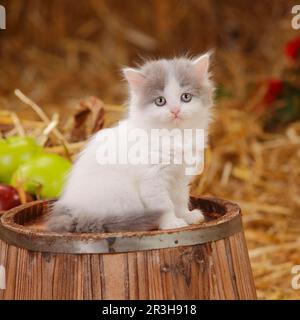 Britischer Longhair, Kätzchen, blauer Van, 6 Wochen Stockfoto