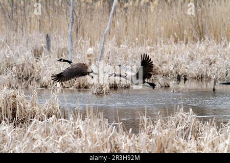 Kanadische Gänse (Branta canadensis) canadensis, Provinz Quebec, Kanada Stockfoto