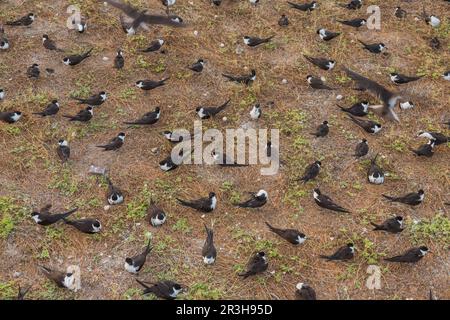 Russische Tern (), Vogelinsel, Seychellen Stockfoto