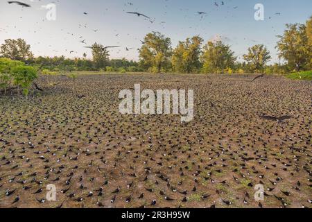 Russische Tern (), Vogelinsel, Seychellen Stockfoto