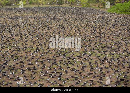 Russian Tern (), Bird island, Seychelles Stock Photo