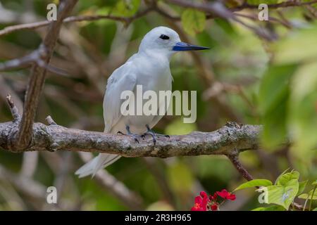 Weiße Seezunge (Gygis alba), Vogelinsel, Seychellen Stockfoto