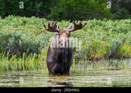 Bullenelche (Alces alces), die sich in einem See füttern, Nationalpark La Mauricie, Quebec, Kanada Stockfoto