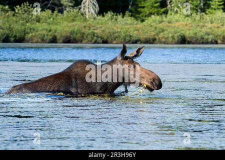 Elche (Alces alces) weibliche Fütterung in einem See, La Mauricie Nationalpark, Quebec, Kanada Stockfoto