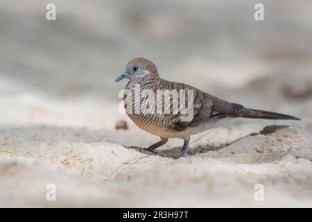 Zebrataube (Geopelia striata), Seychellen Stockfoto