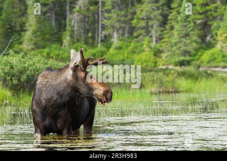 Bullenelche (Alces alces), die sich in einem See füttern, Nationalpark La Mauricie, Quebec, Kanada Stockfoto