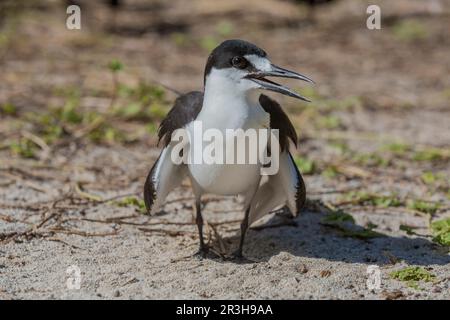 Russische Tern (), Vogelinsel, Seychellen Stockfoto