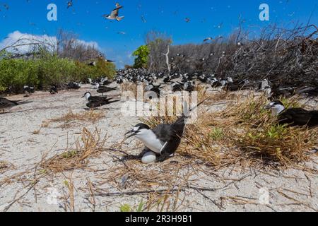 Russische Tern (), Vogelinsel, Seychellen Stockfoto