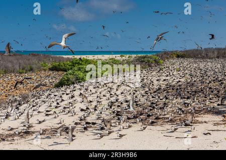 Russische Tern (), Vogelinsel, Seychellen Stockfoto