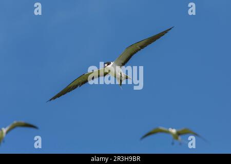 Russische Tern (), Vogelinsel, Seychellen Stockfoto