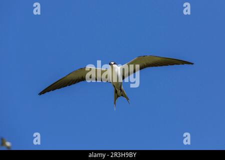 Russische Tern (), Vogelinsel, Seychellen Stockfoto