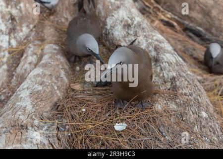 Noddy (Anous stolidus), Bird Island, Seychellen Stockfoto