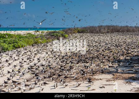 Russische Tern (), Vogelinsel, Seychellen Stockfoto