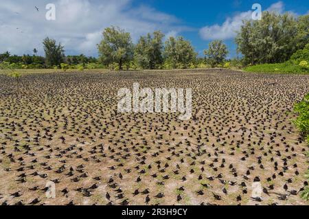 Russische Tern (), Vogelinsel, Seychellen Stockfoto