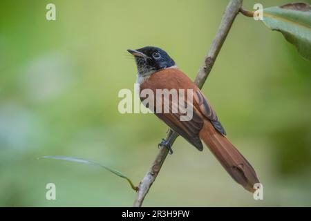 Seychellen Paradise Flycatcher f, La Digue (Terpsiphone corvina), Seychellen Stockfoto