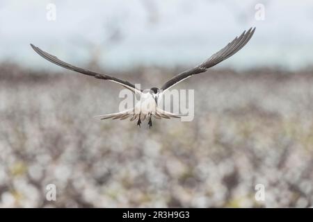 Russische Tern, Bir (Onychoprion fuscatus), Island, Seychellen Stockfoto