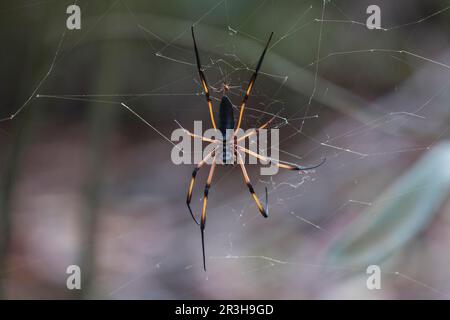 Seidenspinne (Nephila inaurata madagascariensis) Stockfoto