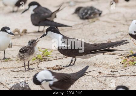 Russische Tern, Bir (Onychoprion fuscatus), Island, Seychellen Stockfoto