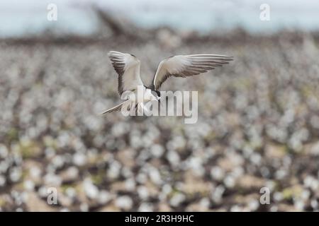 Russische Tern, Bir (Onychoprion fuscatus), Island, Seychellen Stockfoto