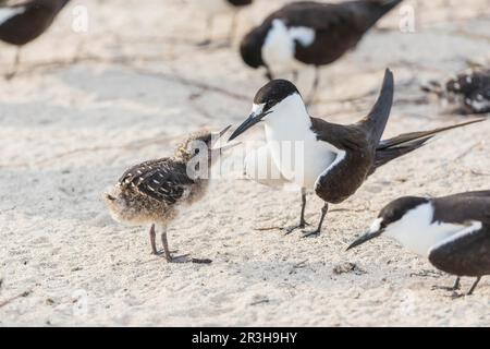 Russische Tern, Bir (Onychoprion fuscatus), Island, Seychellen Stockfoto