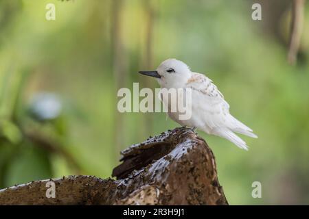 Weiße Seezunge (Gygis alba), Vogelinsel, Seychellen Stockfoto