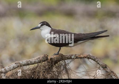 Russische Tern, Bir (Onychoprion fuscatus), Island, Seychellen Stockfoto