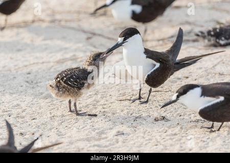 Russische Tern, Bir (Onychoprion fuscatus), Island, Seychellen Stockfoto