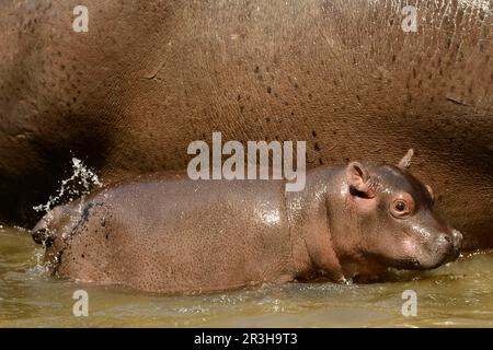 Hippo (Hippopotamus amphibius), in Gefangenschaft, Schwiss Stockfoto