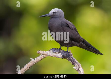 Little Noddy (Anous tenuirostris), Vogelinsel, Seychellen Stockfoto