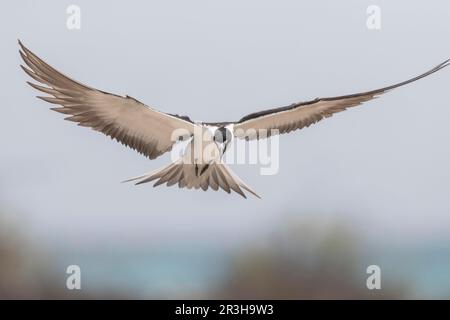 Russische Tern, Bir (Onychoprion fuscatus), Island, Seychellen Stockfoto