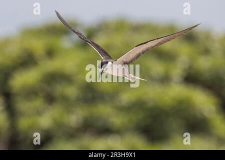 Russische Tern, Bir (Onychoprion fuscatus), Island, Seychellen Stockfoto