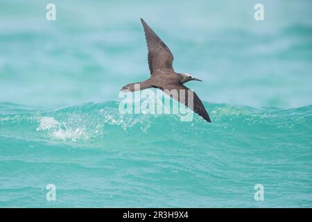 Noddy, Bird Island (Anous stolidus), Seychellen Stockfoto