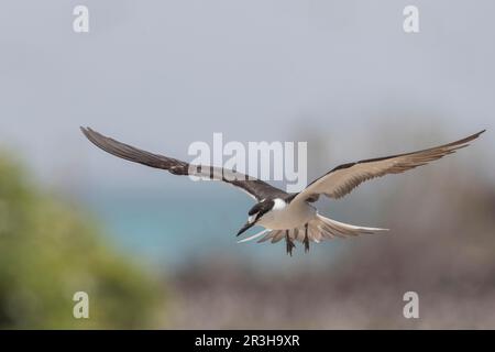 Russische Tern, Bir (Onychoprion fuscatus), Island, Seychellen Stockfoto