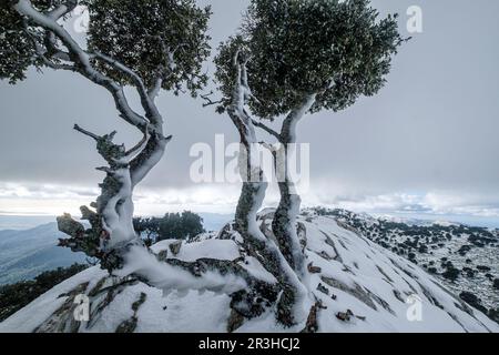 Einsamer Baum auf dem Grat, Puig des Coll des Jou, 1052 Meter, Orienttal, Mallorca, Balearen, Spanien. Stockfoto