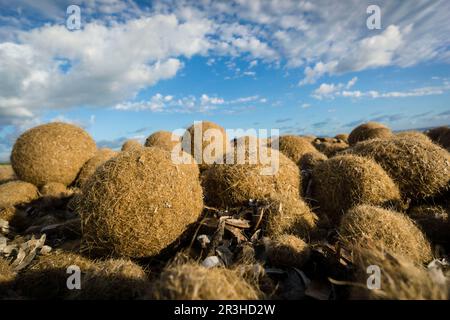 bolas de posidonia, playa de Es Dolç, dunas de Son Real, bahia de Alcudia, Santa Margarida, Mallorca, balearen, spanien, europa. Stockfoto