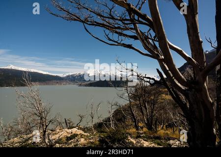 Valle del Lago Grey, trekking W, Parque Nacional Torres del Paine, Sistema Nacional de Áreas Protegidas Silvestres del Estado de Chile Patagonien, República de Chile, América del Sur. Stockfoto