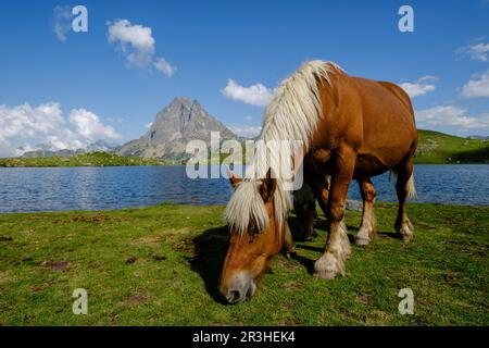 Horses Front Midi d Ossau, Gentau See, Ayous Seen Tour, Pyrenees National Park, Pyrenees Atlantiques, Frankreich. Stockfoto